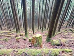 miniature_kumano_kodo_2025.jpg